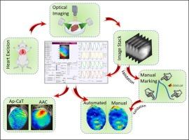 KairoSight-3.0: A validated optical mapping software to characterize cardiac electrophysiology, excitation-contraction coupling, and alternans