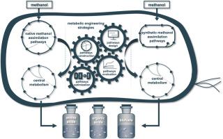 Metabolic engineering strategies for microbial utilization of methanol