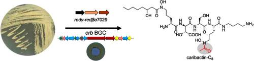 Recombineering enables genome mining of novel siderophores in a non-model Burkholderiales strain