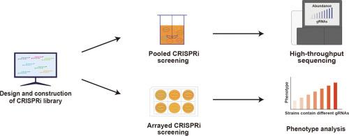 Genome-scale CRISPRi screening: A powerful tool in engineering microbiology