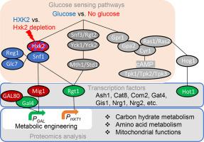 Profiling proteomic responses to hexokinase-II depletion in terpene-producing Saccharomyces cerevisiae