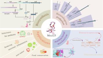 The lasso structure, biosynthesis, bioactivities and potential applications of Microcin J25: A novel antibacterial agent with unique mechanisms