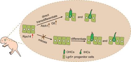 The overexpression of Rps14 in Lgr5+ progenitor cells promotes hair cell regeneration in the postnatal mouse cochlea