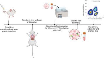 Optimization of high throughput spectral flow cytometry for immune cell profiling in mouse liver