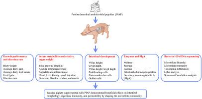 Porcine intestinal antimicrobial peptide as an in-feed antibiotic alternative improves intestinal digestion and immunity by shaping the gut microbiota in weaned piglets