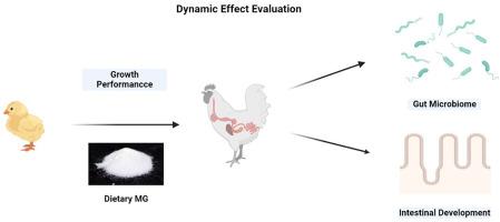 Evaluation of dynamic effects of dietary medium-chain monoglycerides on performance, intestinal development and gut microbiota of broilers in large-scale production