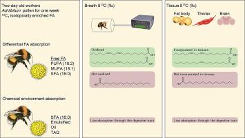 The fa(c)ts that matter: Bumble bees differentially allocate and oxidate three common fatty acids in pollen