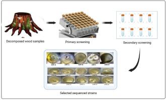 A high throughput screening process and quick isolation of novel lignin-degrading microbes from large number of natural biomasses