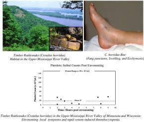 Timber rattlesnake (Crotalus horridus): Biology, conservation, and envenomation in the Upper Mississippi River Valley (1982–2020)