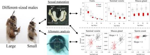 Sexual maturation and allometry of reproductive traits in large- and small-sized male honeybees