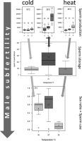 Hot and cold waves decrease sperm production and bias sex ratio in the parasitoid wasp Cotesia typhae (Hymenoptera, Braconidae)