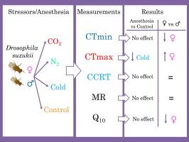 Effect of brief exposures of anesthesia on thermotolerance and metabolic rate of the spotted-wing fly, Drosophila suzukii: Differences between sexes?