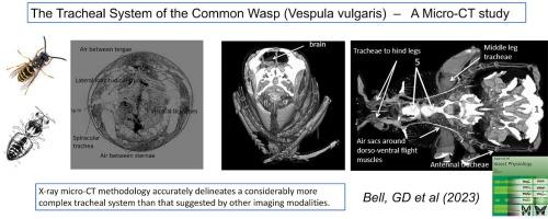 The tracheal system of the Common Wasp (Vespula vulgaris) – A micro-CT study