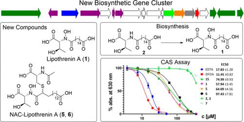 Heterologous Production and Biosynthesis of Threonine-16:0dioic acids with a Hydroxamate Moiety