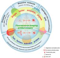 Activatable probes with potential for intraoperative tumor-specific fluorescence-imaging guided surgery