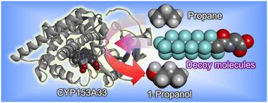 Highly selective hydroxylation of gaseous alkanes at the terminal position by wild-type CYP153A33†