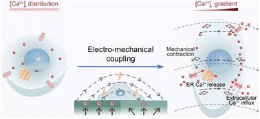 Electro-mechanical coupling directs endothelial activities through intracellular calcium ion deployment†