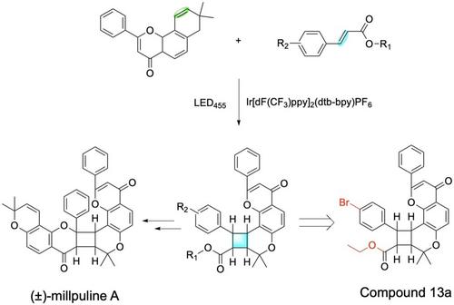 Design, Synthesis of (±)-Millpuline A, and Biological Evaluation for the Lung Cell Protective Effects through SRC