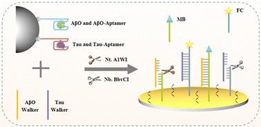 Magneto-assisted enzymatic DNA walkers for simultaneous electrochemical detection of amyloid-beta oligomers and Tau†