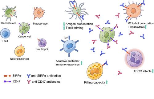 SIRPα: A key player in innate immunity