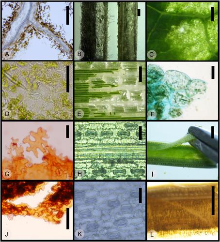 A maceration technique for soft plant tissue without hazardous chemicals