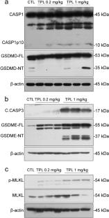 Triptolide induces PANoptosis in macrophages and causes organ injury in mice