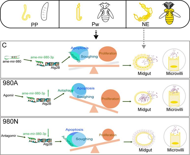 Ame-miR-980-3p participates in autophagy-mediated midgut remodelling in Apis mellifera via targeting Atg2B