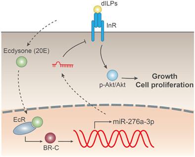 Ecdysone-induced microRNA miR-276a-3p controls developmental growth by targeting the insulin-like receptor in Drosophila