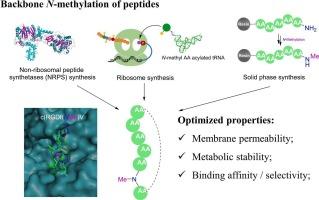 Backbone N-methylation of peptides: Advances in synthesis and applications in pharmaceutical drug development