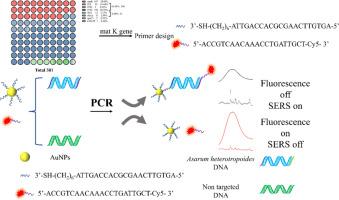 Fluorescence and surface enhanced Raman scattering dual-model PCR for the detection of DNA barcoding of Asarum heterotropoides