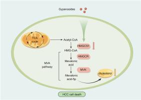 Gypenosides suppress hepatocellular carcinoma cells by blocking cholesterol biosynthesis through inhibition of MVA pathway enzyme HMGCS1