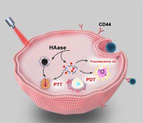 A near-infrared phototheranostic probe for in vivo hyaluronidase detection and activatable imaging-guided synergistic therapy of triple negative breast cancer