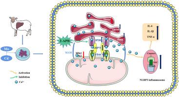 Molybdenum and/or cadmium induce NLRP3 inflammasome production by causing mitochondria-associated endoplasmic reticulum membrane dysfunction in sheep hepatocytes