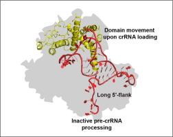 Structural Basis for the Ribonuclease Activity of a Thermostable CRISPR-Cas13a from Thermoclostridium caenicola