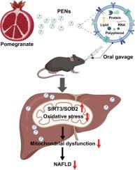 Pomegranate-derived exosome-like nanovesicles ameliorate high-fat diet-induced nonalcoholic fatty liver disease via alleviating mitochondrial dysfunction