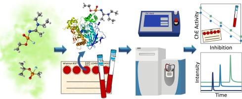 On-site detection and laboratory verification of the presence of nerve agent biomarkers using dried blood spots