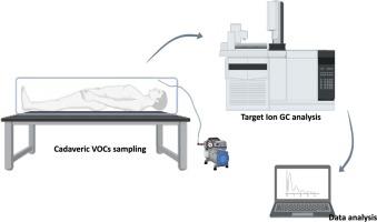 All equal in the face of death! – Characterization of the volatile cadaveric compounds of fresh stage human corpses