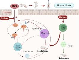 Osthole alleviates food allergy by blocking IL-33/ST2 pathway and targeting ILC2-CD4+T response