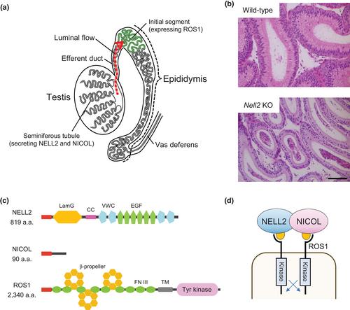 Lumicrine signaling: Extracellular regulation of sperm maturation in the male reproductive tract lumen