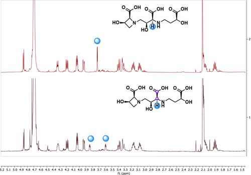 Total synthesis of [13C2]-labeled phytosiderophores of the mugineic and avenic acid families