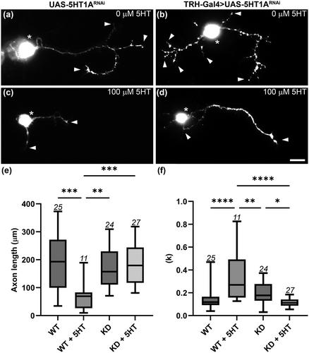 5-HT1A regulates axon outgrowth in a subpopulation of Drosophila serotonergic neurons