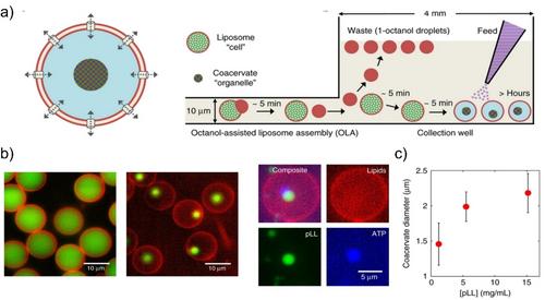 Assembly of Multi-Compartment Cell Mimics by Droplet-Based Microfluidics