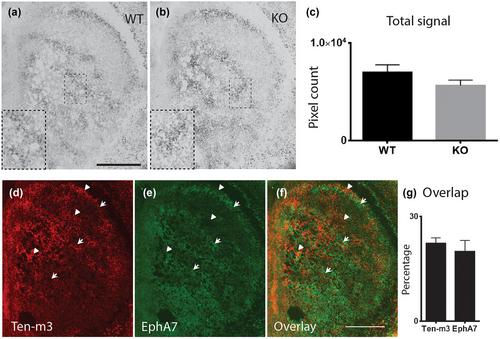 Ten-m3 plays a role in the formation of thalamostriatal projections