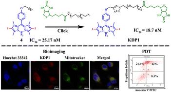 Mitochondria-targeted biotin-conjugated BODIPYs for cancer imaging and therapy†