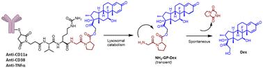 ValCitGlyPro-dexamethasone antibody conjugates selectively suppress the activation of human monocytes†