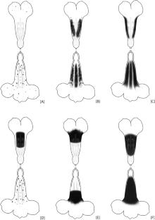 Osmophores and petal surface traits in Bignonieae species