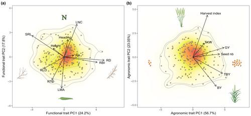 Plant trait relationships are maintained within a major crop species: lack of artificial selection signal and potential for improved agronomic performance