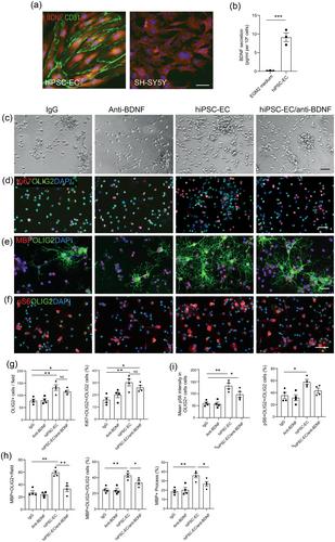 Human iPSC-derived endothelial cells promote CNS remyelination via BDNF and mTORC1 pathway