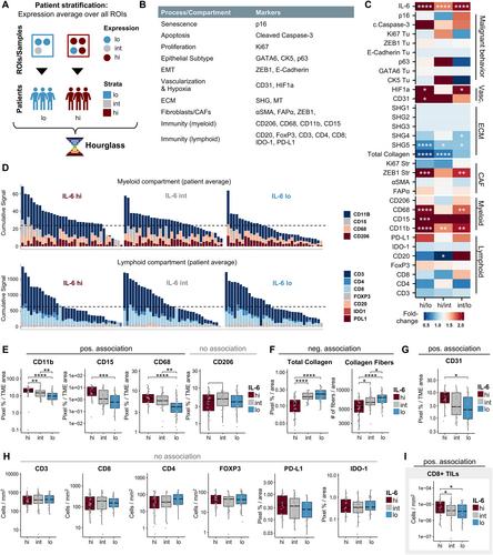 Hourglass, a rapid analysis framework for heterogeneous bioimaging data, identifies sex disparity in IL-6/STAT3-associated immune phenotypes in pancreatic cancer