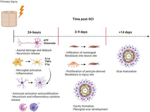 Biomaterial-Based Gene Delivery to Central Nervous System Cells for the Treatment of Spinal Cord Injury